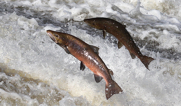 Incompetent California government kills 72,000 baby Salmon due to a “faulty wire”
