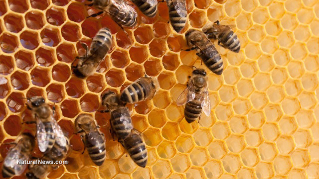 Study shows honeybees are starving because of Roundup