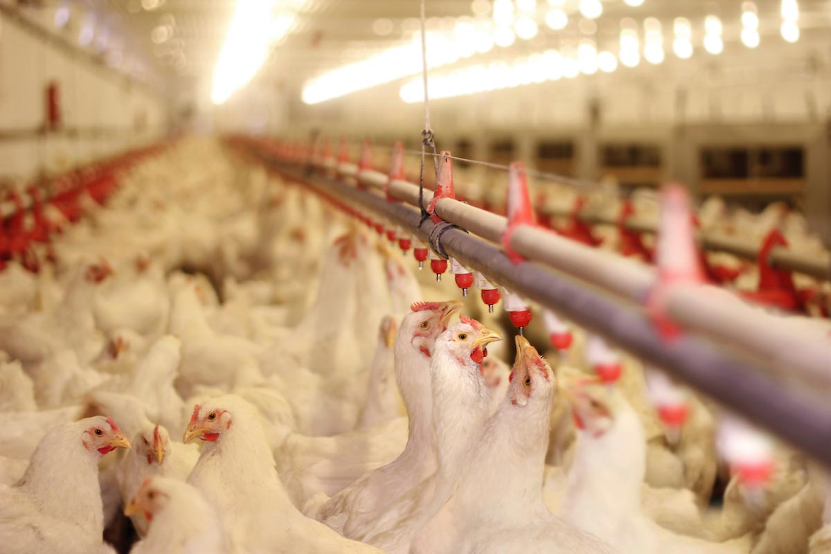 Choose your meat wisely: 50% of grocery store chicken is laced with feces
