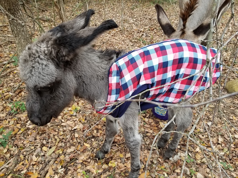 Censorship RAMPAGE spins out of control as YouTube bans videos about donkeys, chickens and home gardening