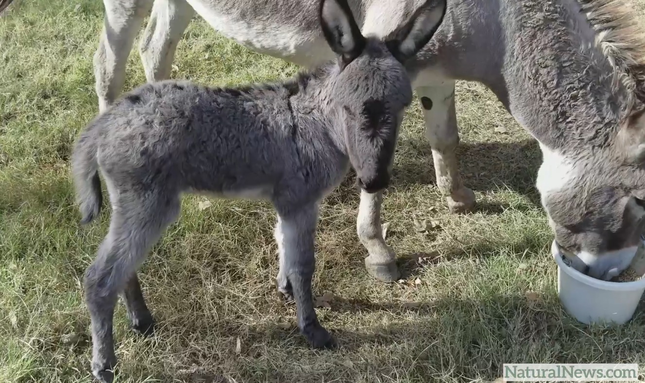 Video update from the Health Ranger Ranch: A new baby donkey is born