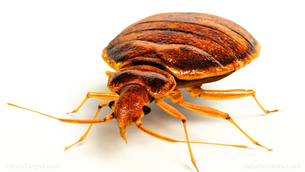 Are you living in a bed bug sanctuary city? National pest control numbers reveal cities with worst infestations in 2017