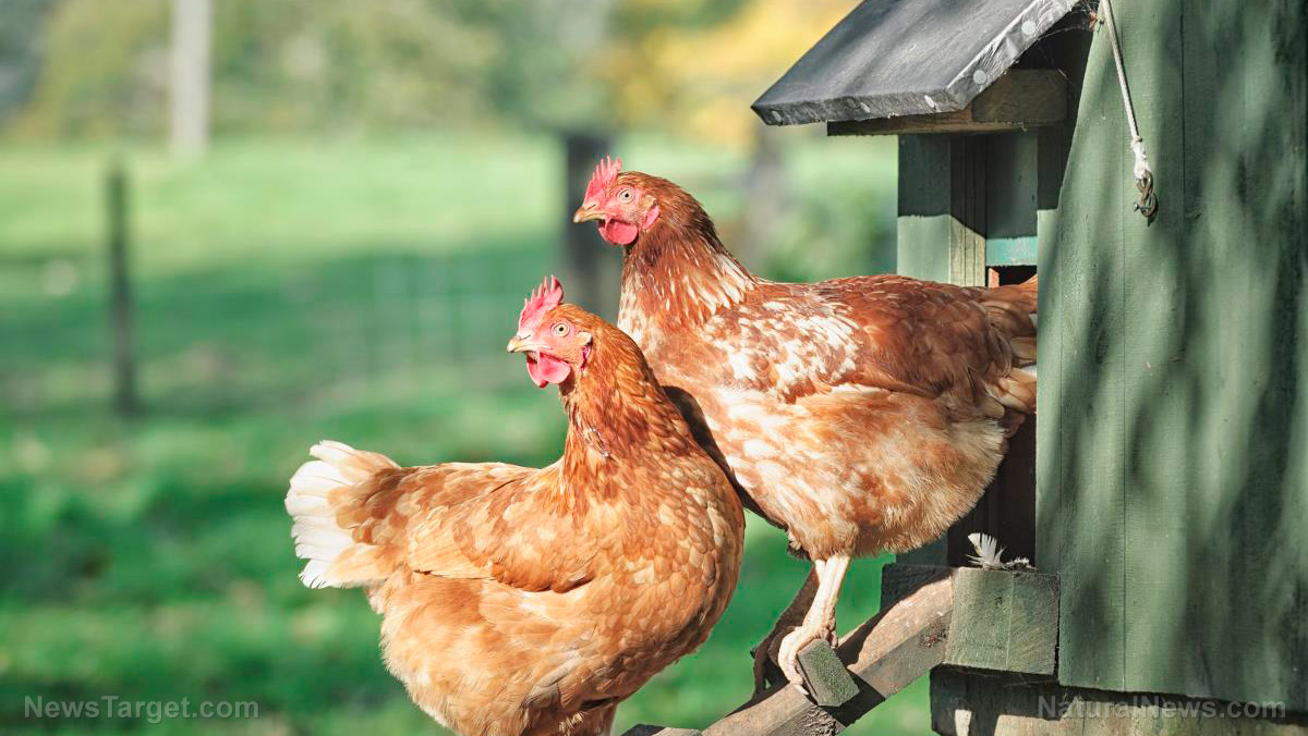 Why is the CDC spreading false fear about backyard chickens?