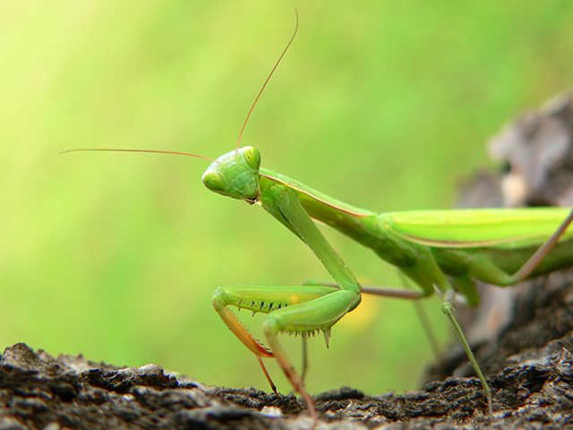 Improving tech with nature: Praying mantises with tiny glasses to be used to sharpen sight of robots