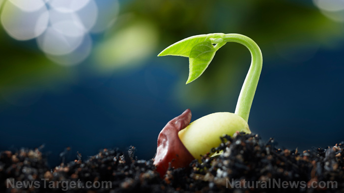 Growing your own food for survival: How to set up and use a terrarium garden