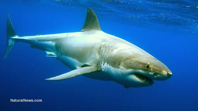 NIH-funded study looks at how sharks have evolved to use electric fields to locate prey