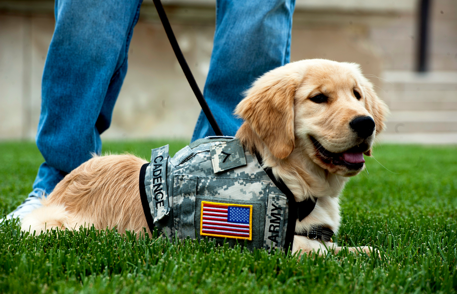 Service dogs help military veterans with PTSD