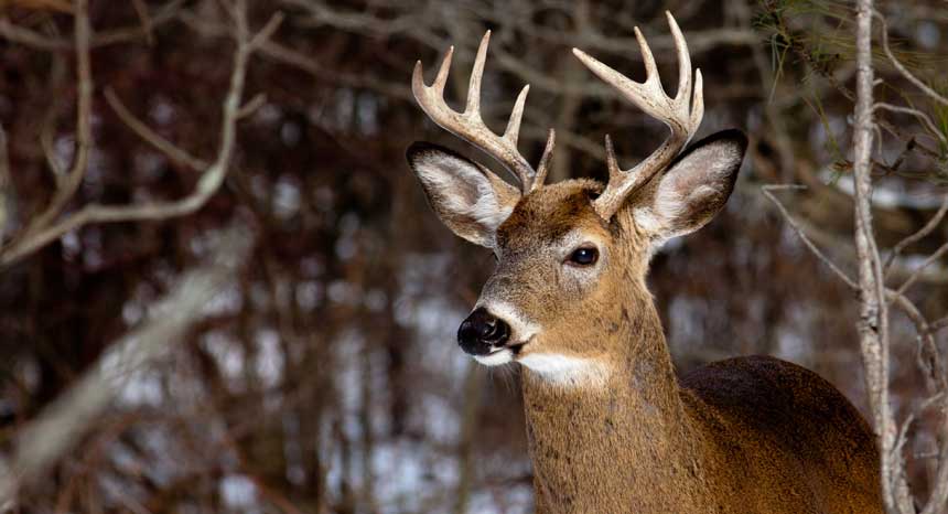 “Zombie deer” disease is spreading – can humans catch it?