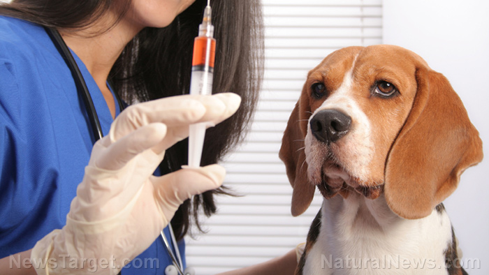 Pet vaccines are costly, toxic and dangerous – no WONDER pets die earlier now