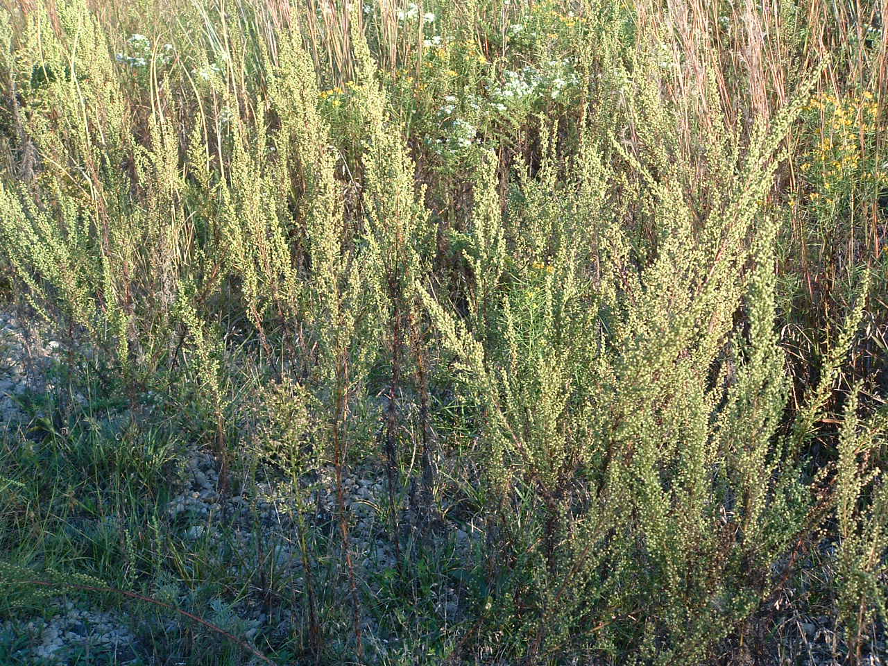sweet wormwood is   powerful alternative to chemotherapy –