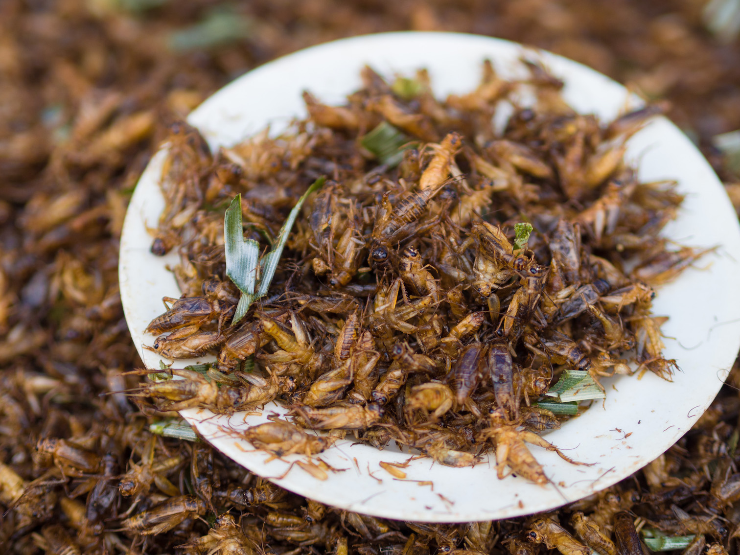 Are insects the solution to solving world hunger?