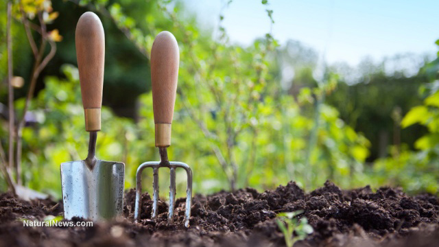 Conserve water while gardening using these incredible tips and tricks