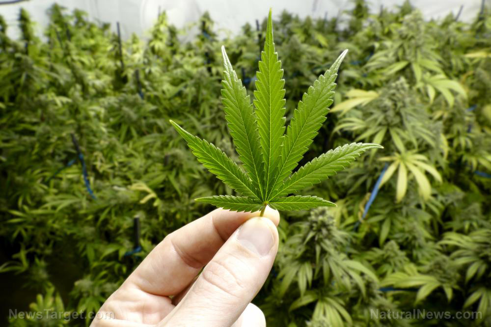 Legislature in Utah overrides will of voters, scraps medical cannabis law