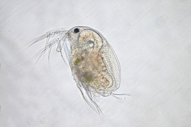 Could the new type of food for astronauts be made from zooplankton? Biologists seem to think so