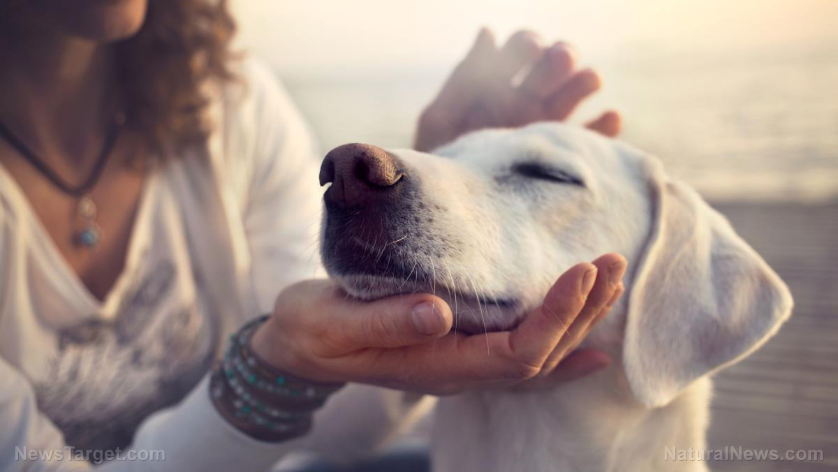 The truth about pet cancer and the epidemic that no one talks about