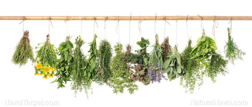 10 Medicinal herbs that every prepper needs when SHTF
