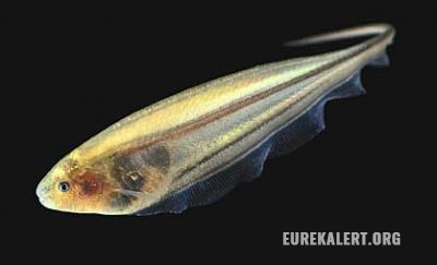 Study reveals glass knifefish use tiny active sensing motions to keep track of their surroundings