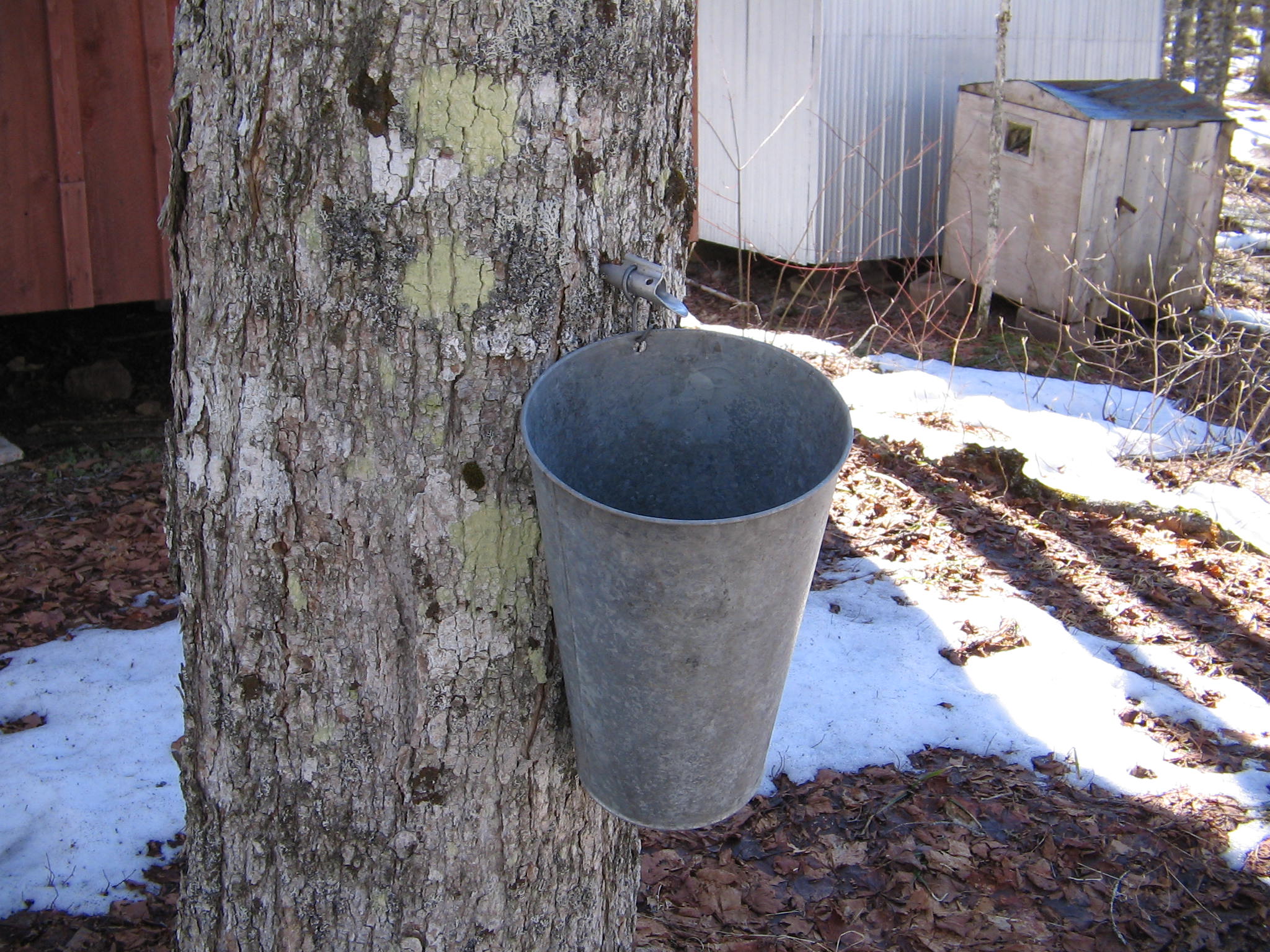 Here’s how to tap maple trees (and make your own syrup)