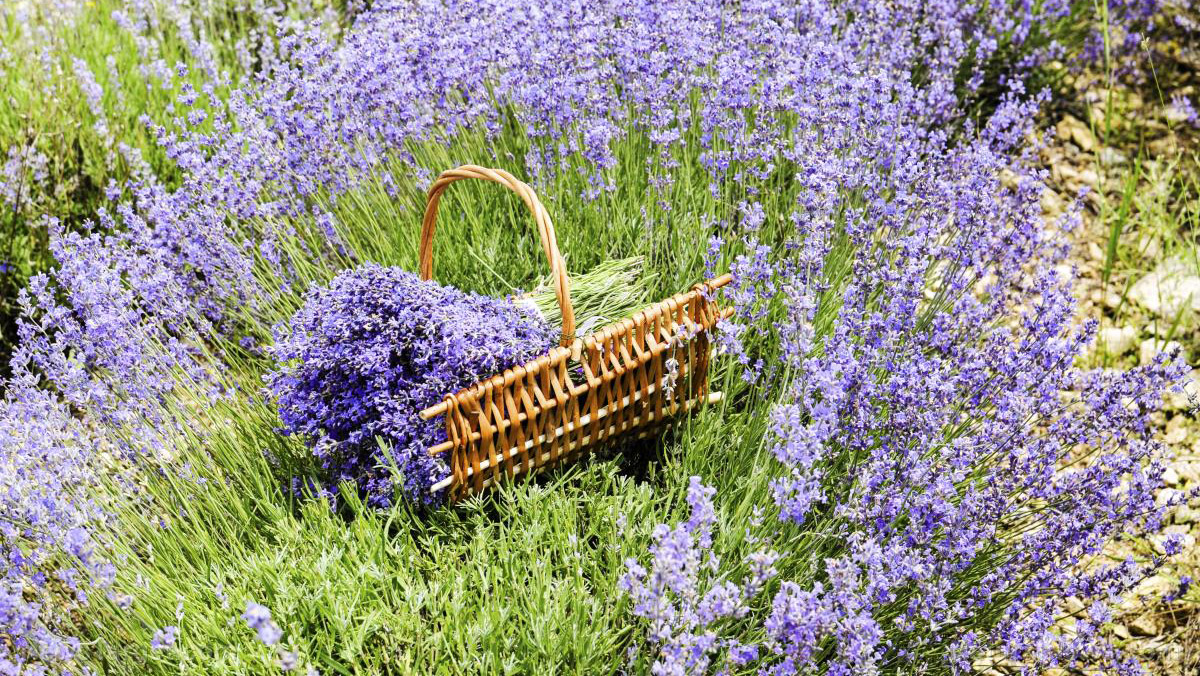 Natural bug repellent: 11 Herbs and flowers that deter mosquitoes