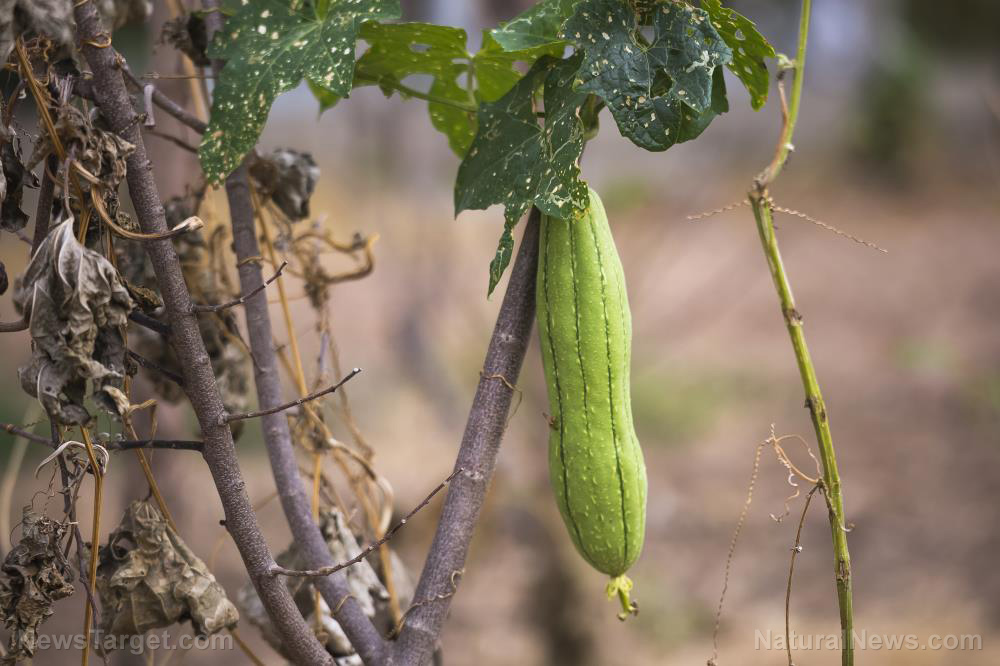 The many survival uses of luffa