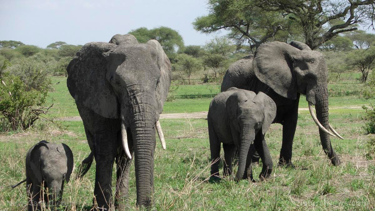 Poaching rates DOWN for elephants compared to a decade ago, but they’re not out of the woods yet