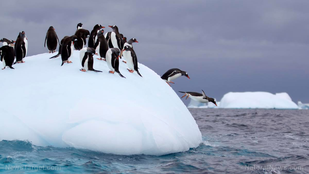 After dropping polar bears because their populations are actually booming, loony leftists now claim penguins are gay and being killed by the climate