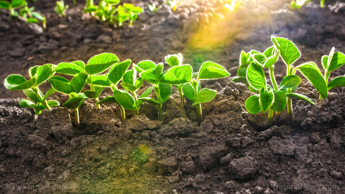 The plot thickens: Use these 4 strategies to help keep your soil rich and healthy