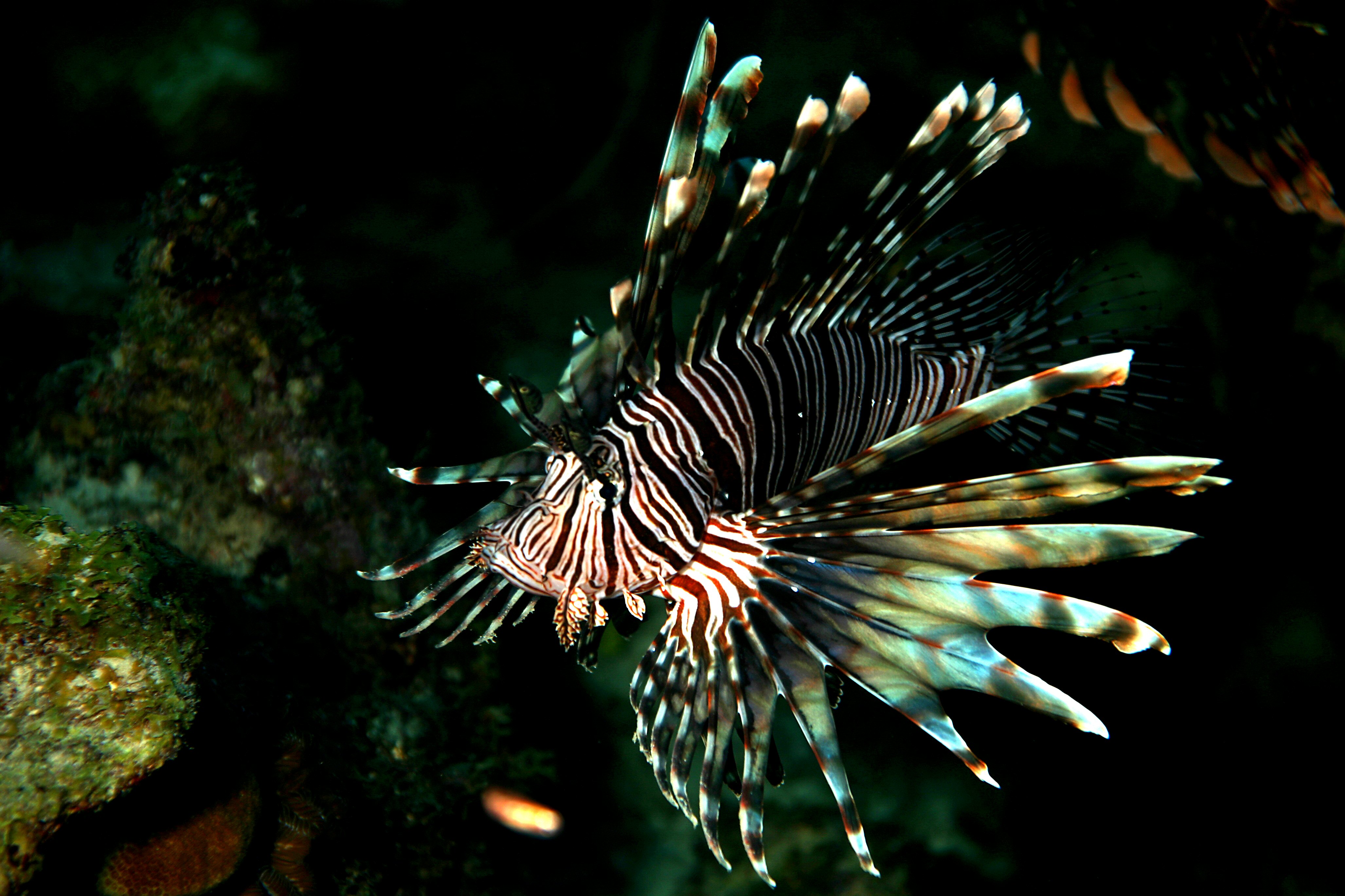 Updating fluid-powered machines: Scientists design bizarre-looking lionfish powered by a blood-like compound