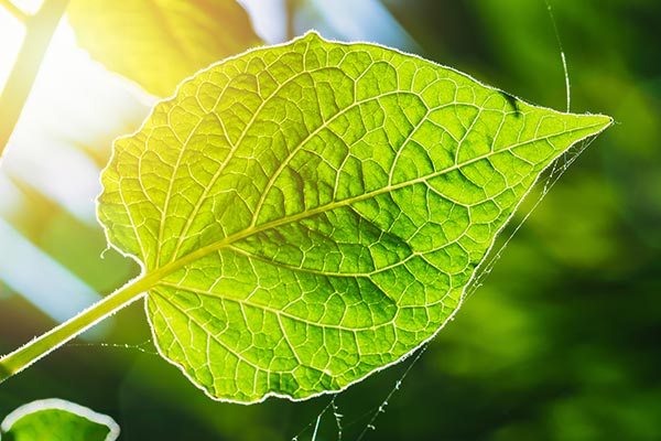Scientists are getting closer to creating artificial photosynthesis with new dual-atom catalyst which will help them harvest solar energy