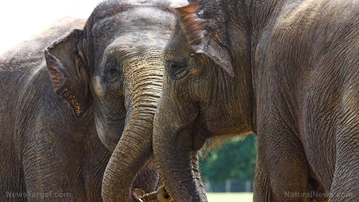 A nose for numbers: Elephants can “count” food using their sense of smell, study says