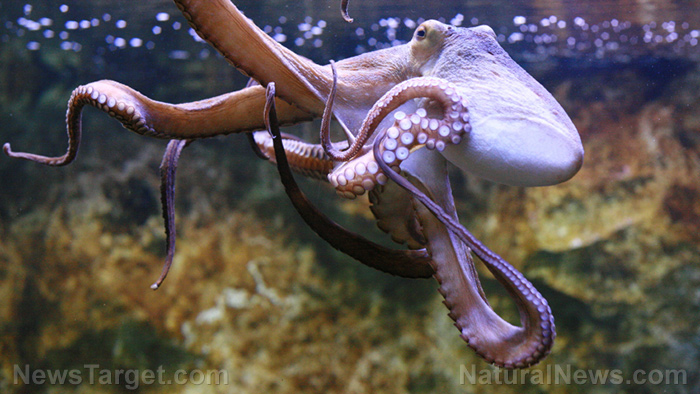From the sea to the stars: Scientists study octopuses to understand intelligent life on other planets