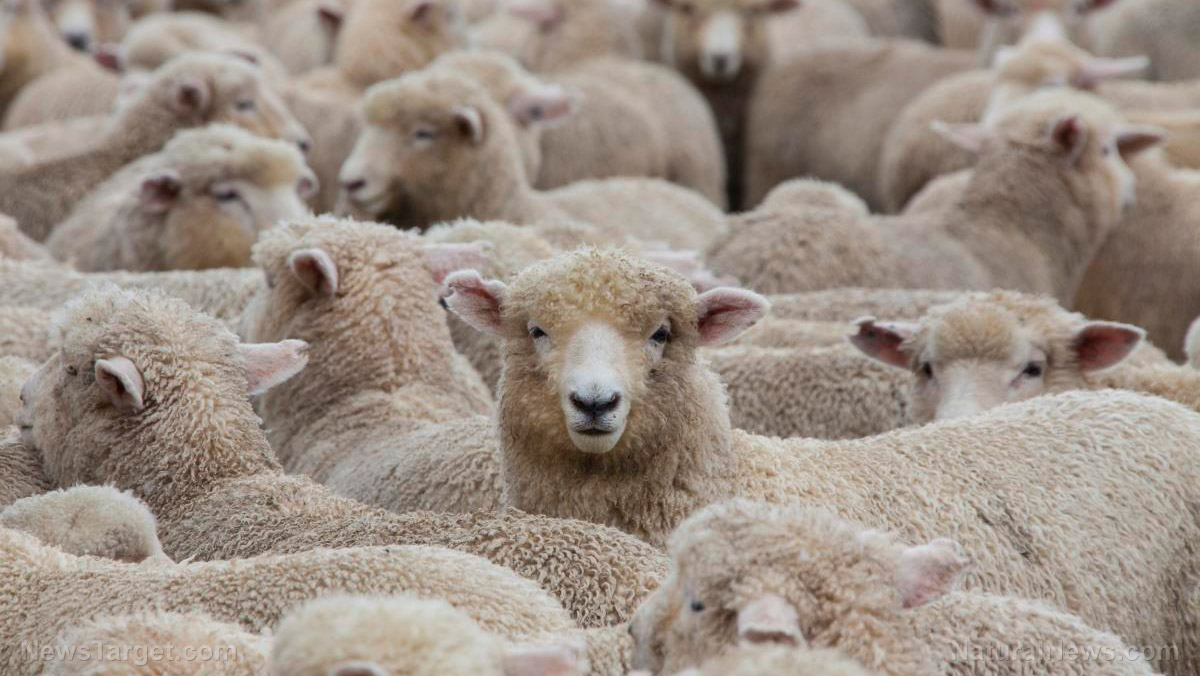 5 Reasons to raise your own sheep