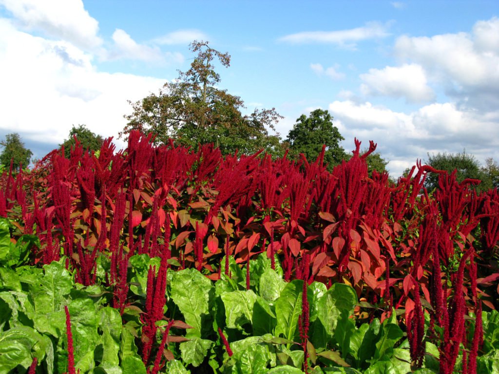 How to grow, use and store amaranth, the fiber-rich superfood