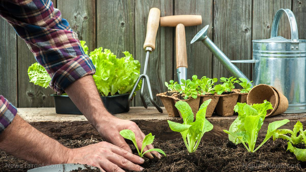 Start square foot gardening and remain self-sufficient even during the coronavirus pandemic