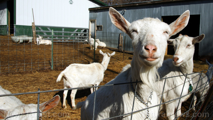 Homesteading 101: How to raise dairy goats off-grid
