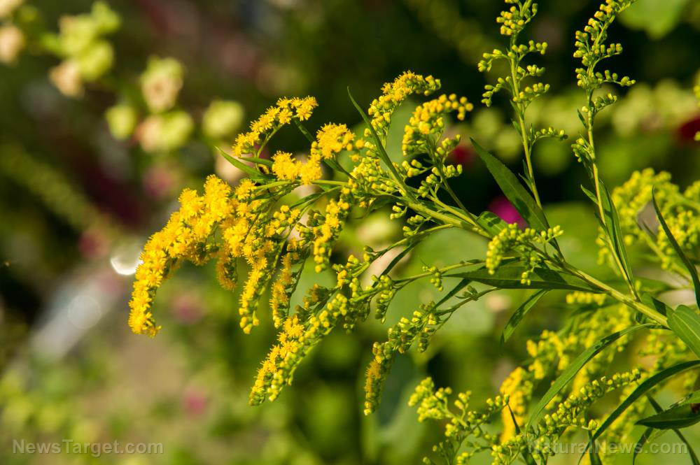 How to identify, grow and use goldenrod, a versatile plant you need in your survival garden