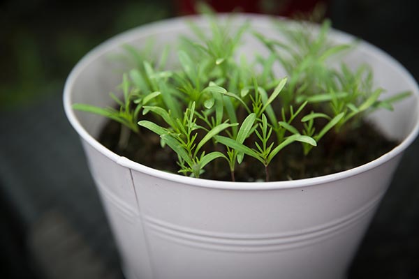 Remain self-sufficient during the coronavirus pandemic by growing vegetables in buckets