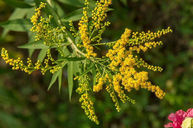 How to identify, grow and use goldenrod, a versatile plant that you need in your survival garden