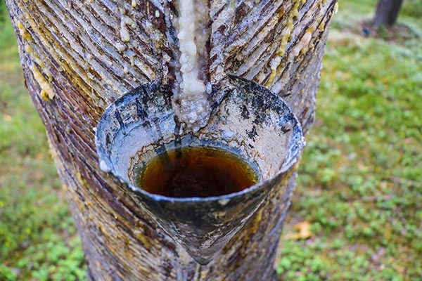 How to use pine sap in survival situations