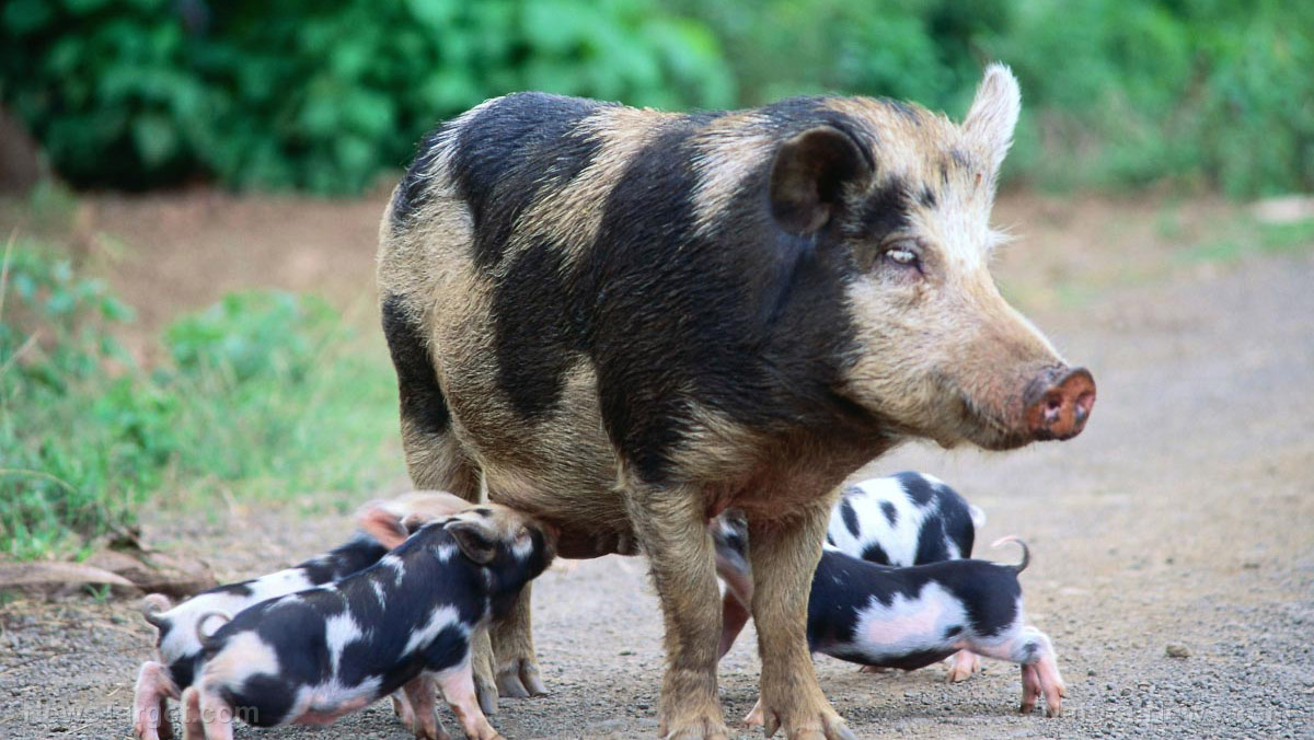 Wild pig-boar hybrids take over closed-off Fukushima danger zone
