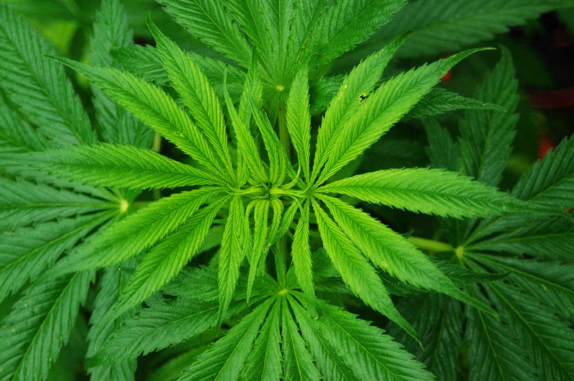 Study: Cannabis compounds block covid from entering cells