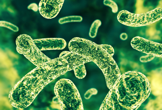 Can probiotics help fight superbugs in the gut?