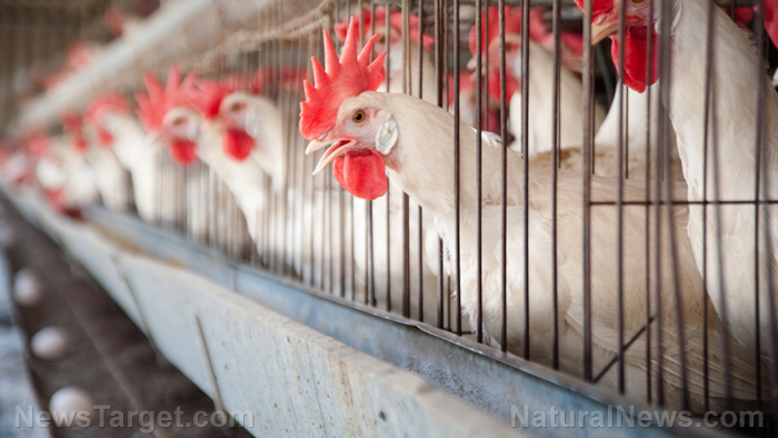 Government says “bird flu” responsible for rising egg prices