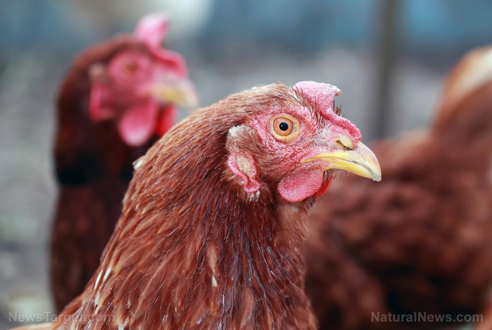 Fowl play: Hawaii fighting a losing battle against feral chickens
