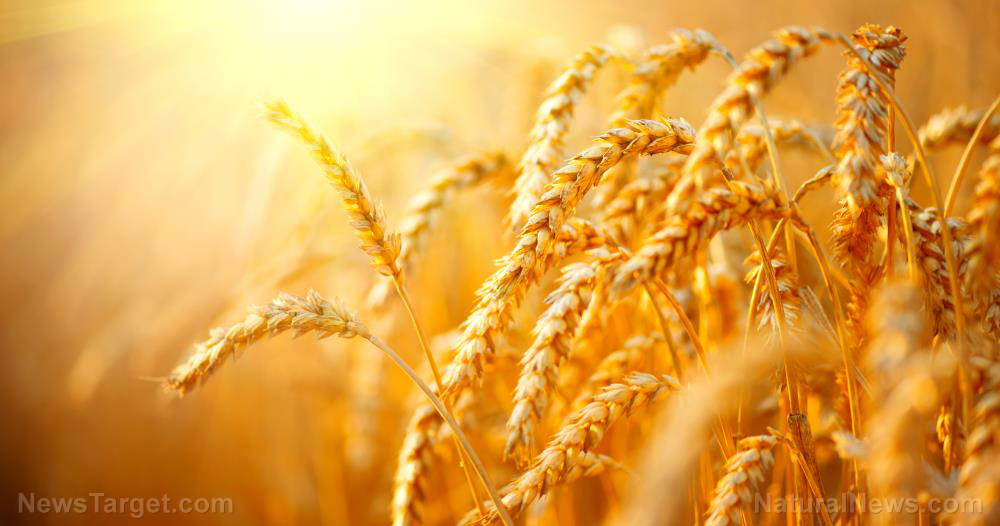 Possibility of poor wheat harvest in China increases fears of global food collapse