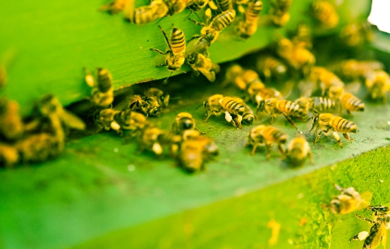 Crop chemicals are preventing the brains of baby bees from developing