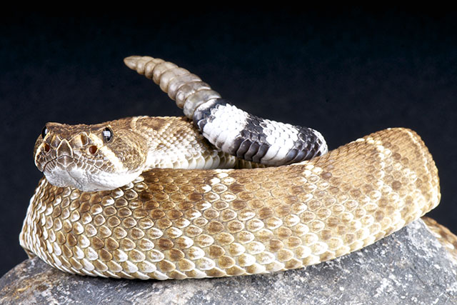 FACT: The FDA has approved numerous drugs derived from VENOM, including from snakes