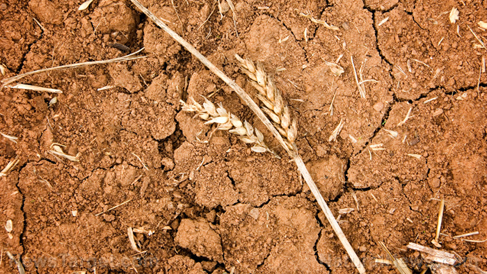 Western Kansas wheat crops are DEAD: “There’s nothing out there,” says farmer