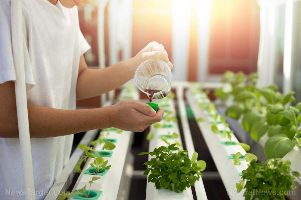 Gardening 101: Save money on food with hydroponics