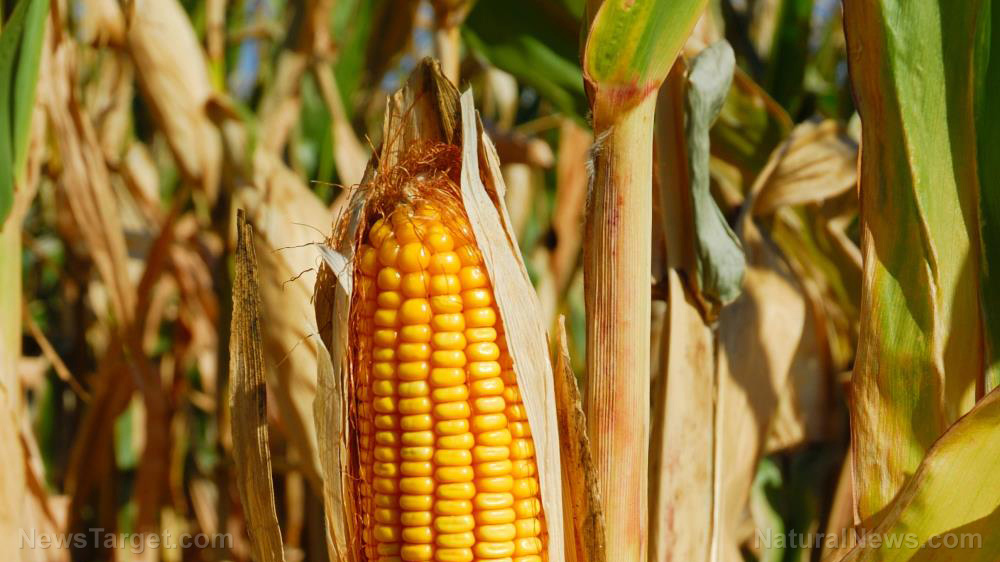 Brazilian agriculture official: No corn exports to China until next year
